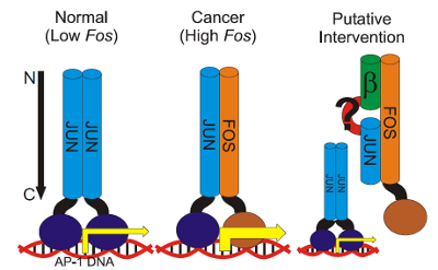 Model of the interaction of Fos/Jun dimers with DNA